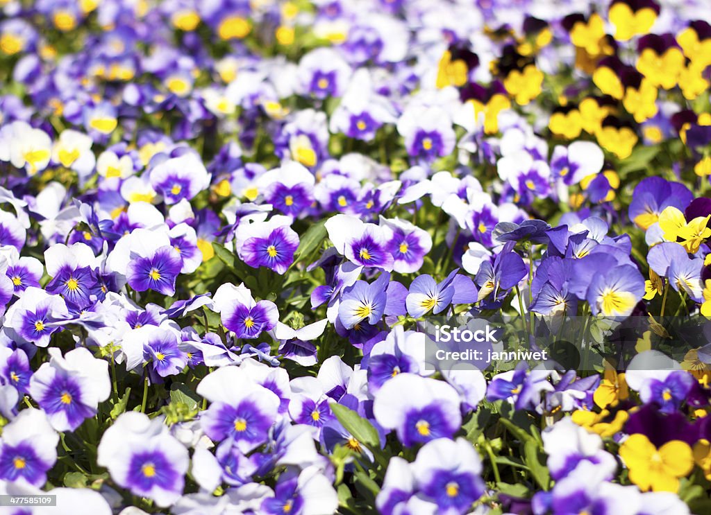 Flowerbed bloom w ogrodzie. - Zbiór zdjęć royalty-free (Bez ludzi)