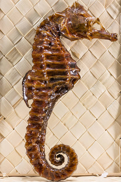 istock real brown stuffed sea horse 477585942