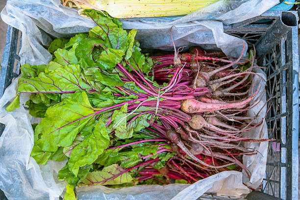 toda beetroots maduros - vegetable garden vegetable high angle view weeding - fotografias e filmes do acervo