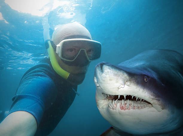 Diver and shark. Underwater selfie with friend. Scuba diver and shark in deep sea. underwater diving photos stock pictures, royalty-free photos & images