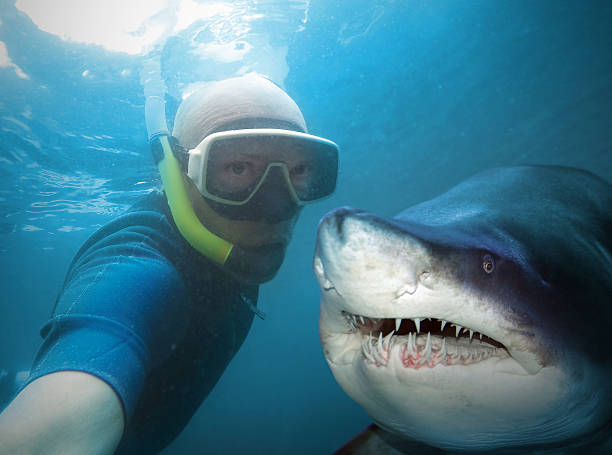 Diver and shark. Underwater selfie with friend. Scuba diver and shark in deep sea. diving sport stock pictures, royalty-free photos & images