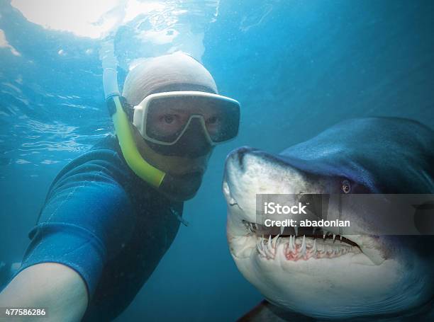 Diver And Shark Stock Photo - Download Image Now - Selfie, Shark, Humor