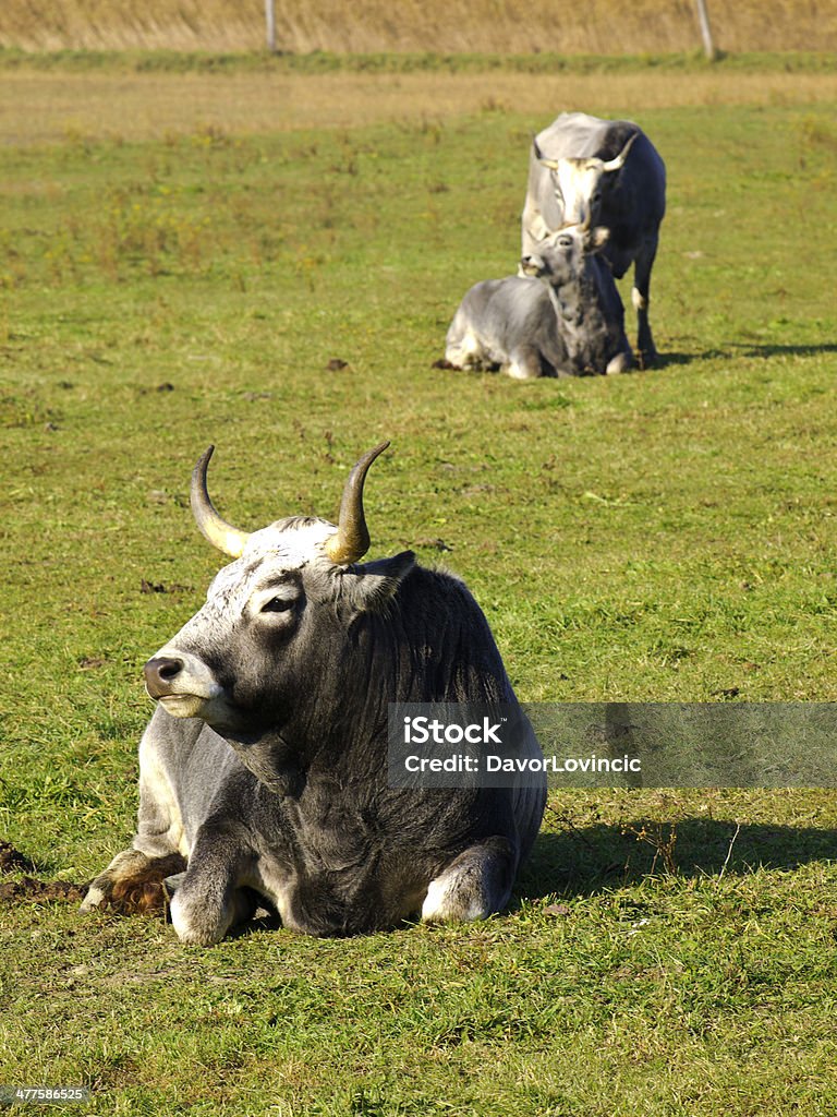 Vaca Boskarin - Foto de stock de Agua libre de derechos