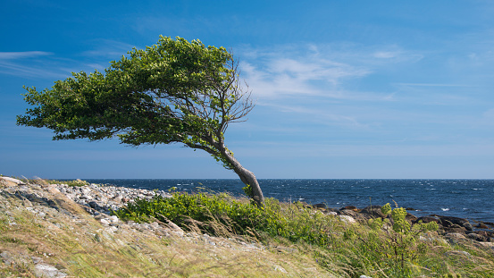 Lonely tree bent by the wind at the sea coast.