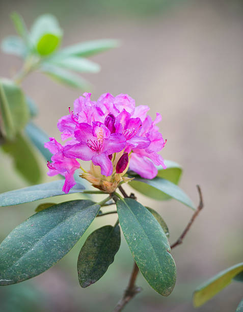 rhododendron - azalea magenta flower red stock-fotos und bilder