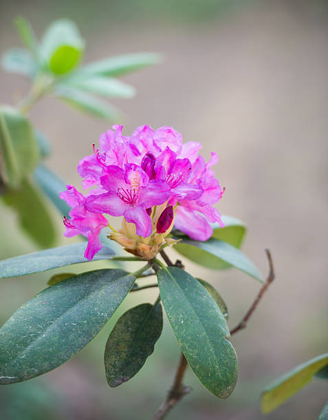 rhododendrons - azalea magenta flower red - fotografias e filmes do acervo