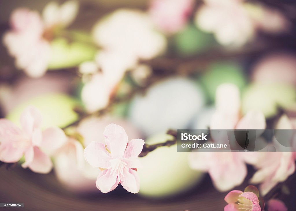 Easter Eggs and Cherry Blossom Animal Egg Stock Photo