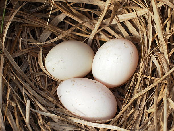 istock Eggs in the natural nest 477588777