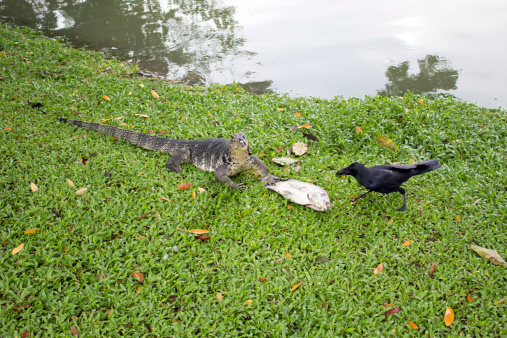 Crow and monitor contending a prey, Suan Lumpini, Bangkok