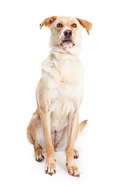 istock Yellow Retriever Crossbreed Sitting Looking Forward 477590624