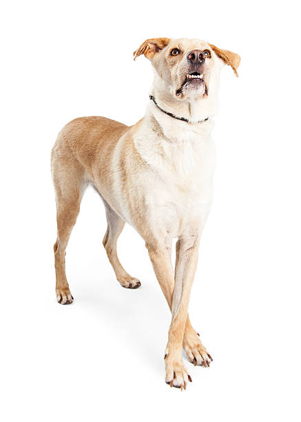 istock Large Dog Standing Paws Crossed Looking Up 477590750