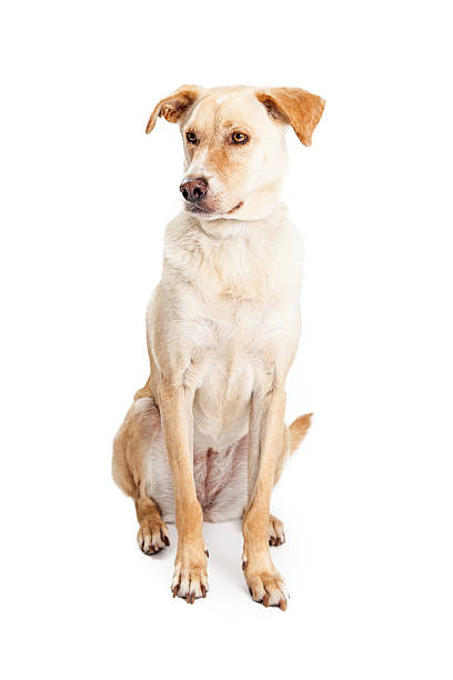istock Labrador Crossbreed Dog Sitting Looking to Side 477591022