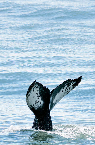 Humpback Whale fluke, Arctic Sea, Húsavík Humpback Whale fluke (tail), Húsavík, North-Eastern Iceland. Nobody, copy space, vertical composition.  iceland whale stock pictures, royalty-free photos & images