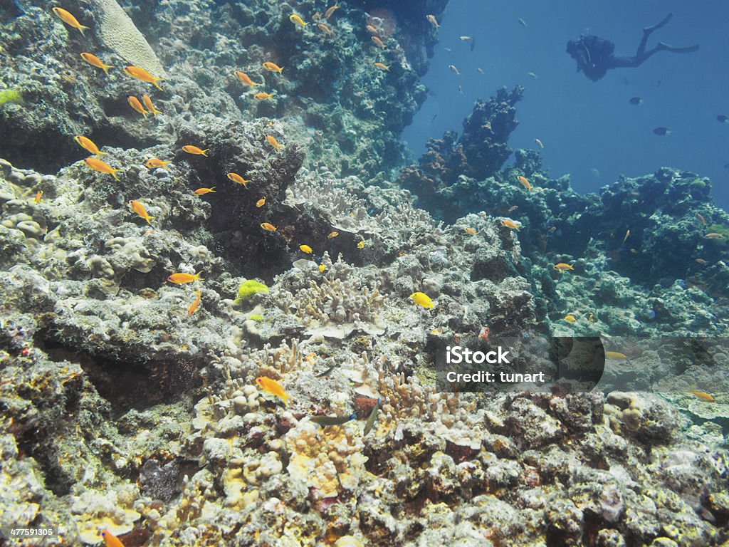 Recife de Coral - Foto de stock de Animal royalty-free