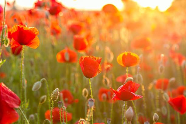 istock Poppies field meadow in summer 477591650