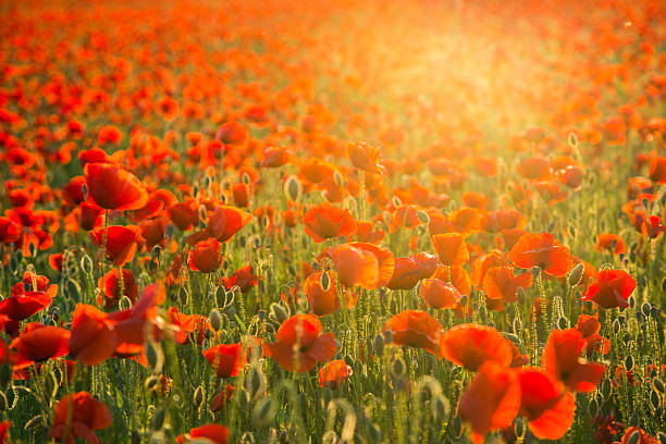 istock Poppies field meadow in summer 477591652