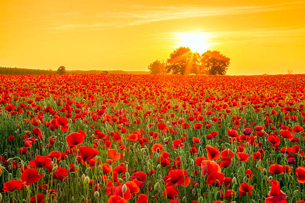 istock Poppies field at sunset in summer 477591666