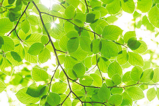 istock Leaves a sunny day in spring and summer, ecology concept. 477592142