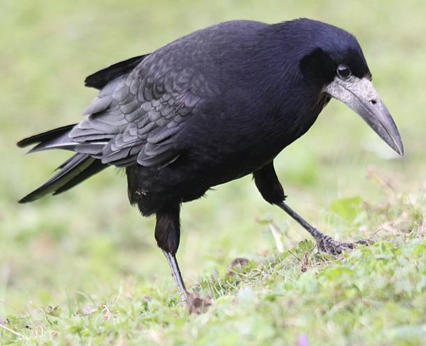 istock Rook looking for food 477594504