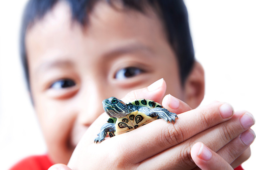 Asian boy showing his baby turtle on his hand