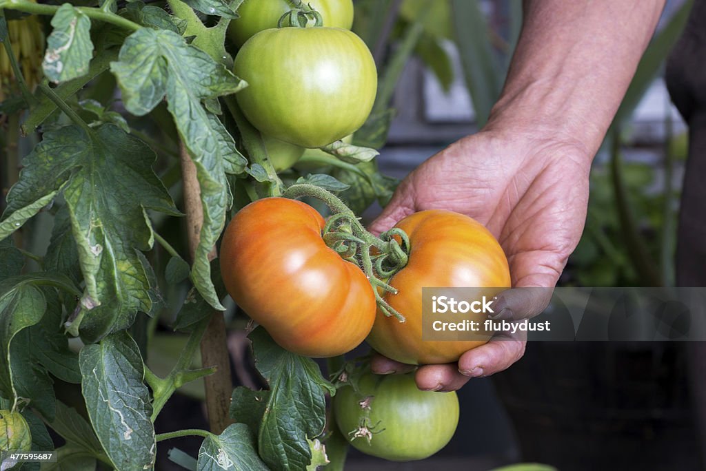 Pianta di pomodoro - Foto stock royalty-free di Agricoltore