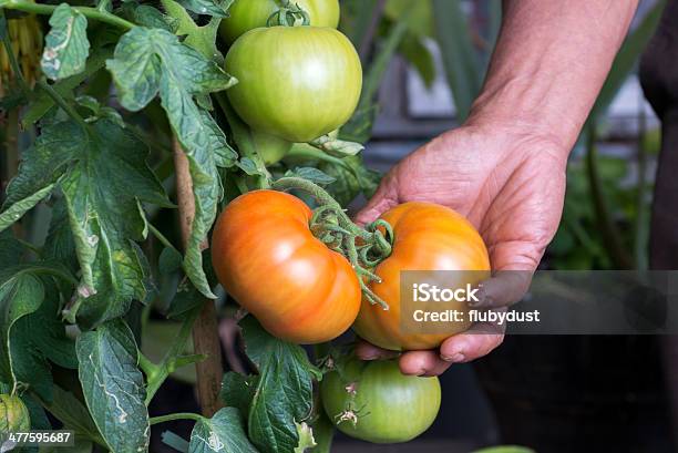 Pianta Di Pomodoro - Fotografie stock e altre immagini di Agricoltore - Agricoltore, Arancione, Casa