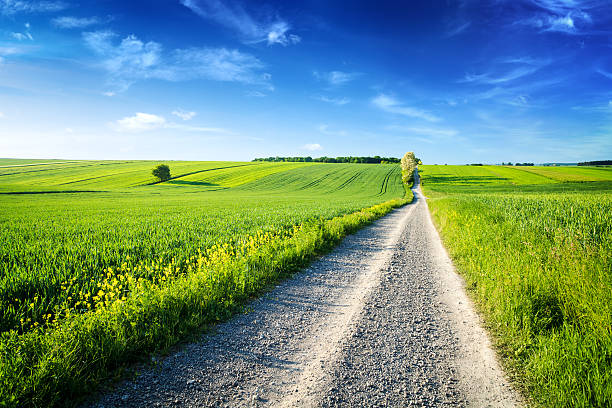 istock Country Road through the Spring Landscape - Green Fields 477596047