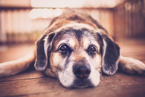 Adorable Elderly Dog Laying on Deck Looking Sad