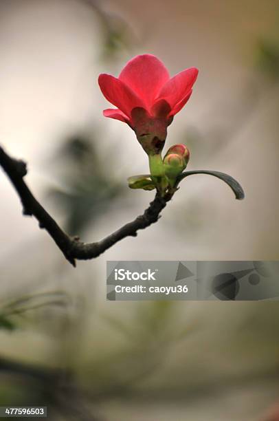 Beauty In Nature Stock Photo - Download Image Now - Beauty In Nature, Blossom, Chaenomeles Japonica