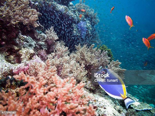 Coral Reef Foto de stock y más banco de imágenes de Agua - Agua, Animal, Animales salvajes