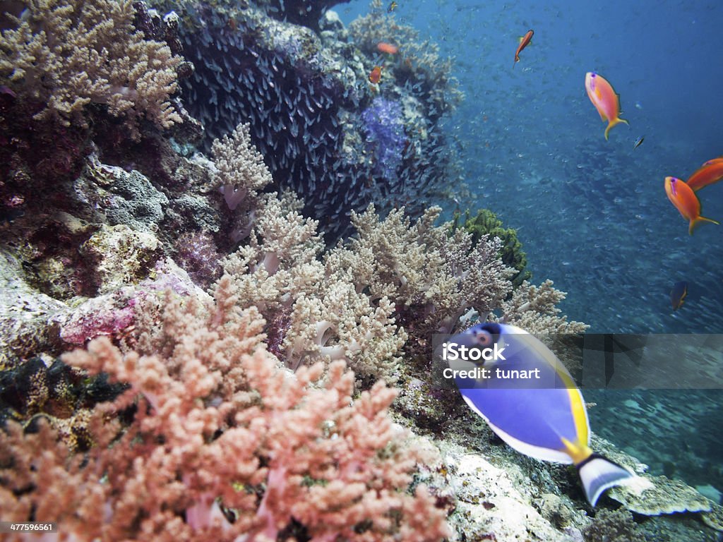 산호색 산호초 - 로열티 프리 0명 스톡 사진
