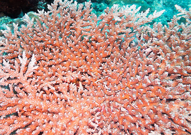 istock Acropora Pulchra, Similan Islands coral reefs, Phuket, Thailand 477596631