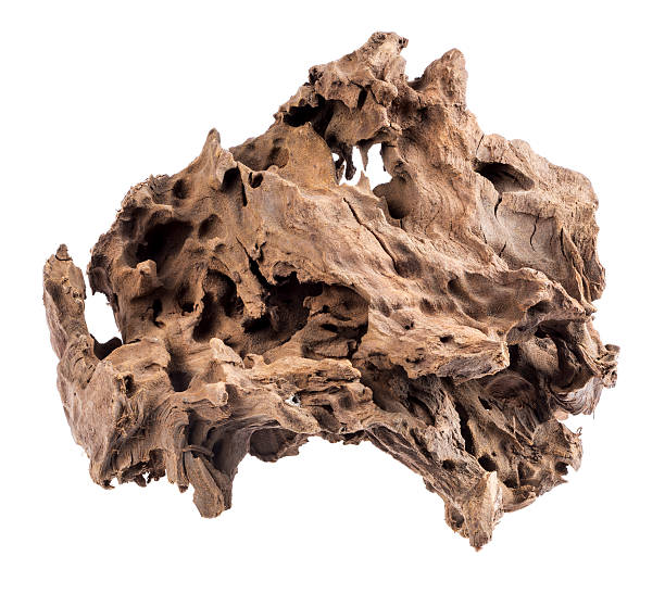 Driftwood Twisted driftwood on a white background. gnarly wood texture stock pictures, royalty-free photos & images