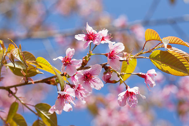 istock Pink Cherry Blossom Folwers 477596965