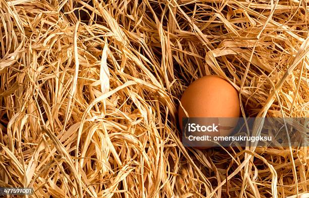 Brown Eggs Stock Photo - Download Image Now - Animal, Animal Egg, Animal Nest