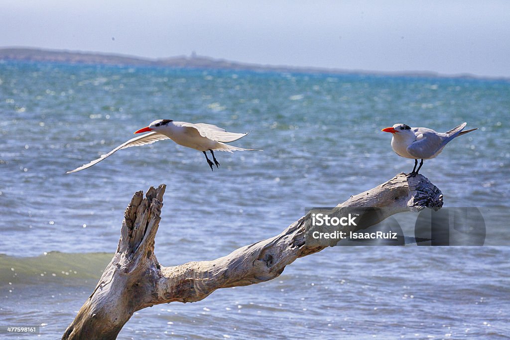 2 королевские terns - Стоковые фото Кабо-Рохо роялти-фри