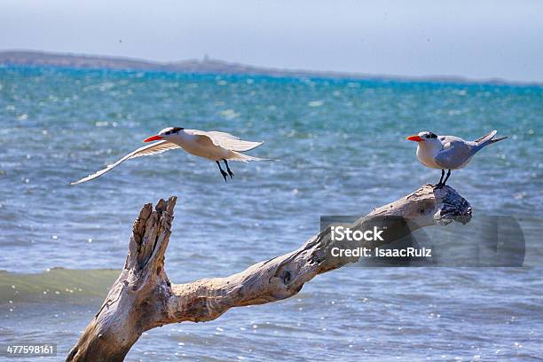 2 Королевские Terns — стоковые фотографии и другие картинки Кабо-Рохо - Кабо-Рохо, Пуэрто-Рико, Charadriiformes