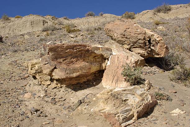 istock Petrified forest in Patagonia 477598231