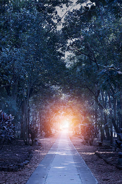 森林日の出から - forest sunbeam tree light ストックフォトと画像