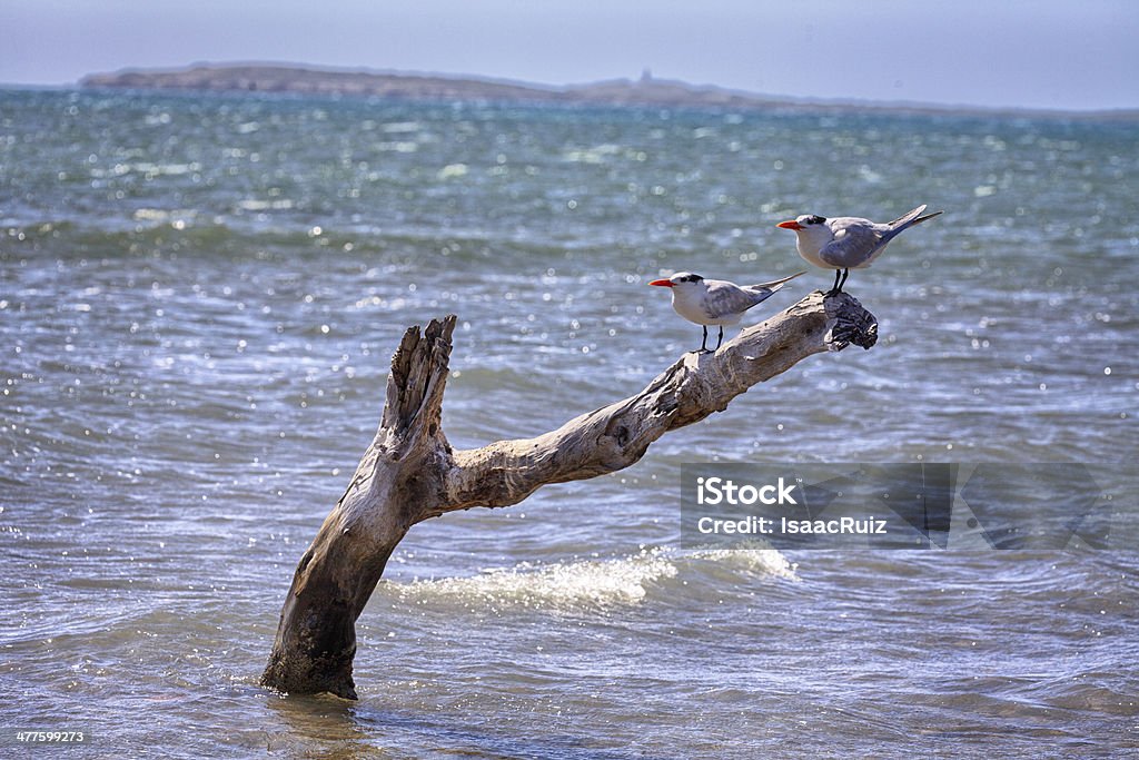 2 royal tern - Zbiór zdjęć royalty-free (Bez ludzi)