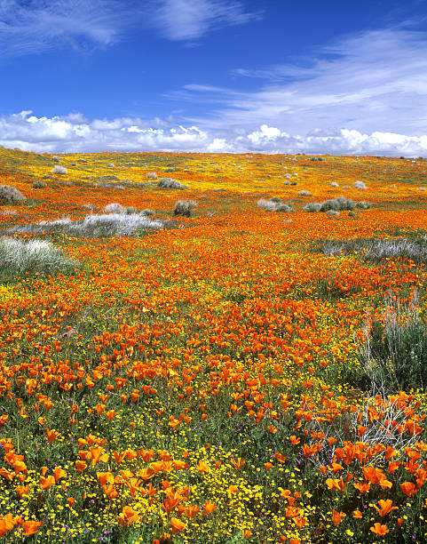istock Dramatic California Poppy Reserve Field and Sky 477599687