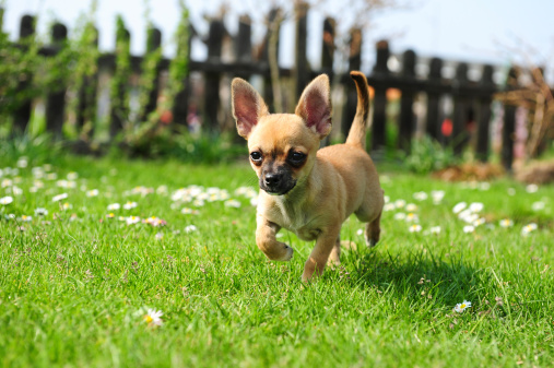 Chihuahua de cachorro photo