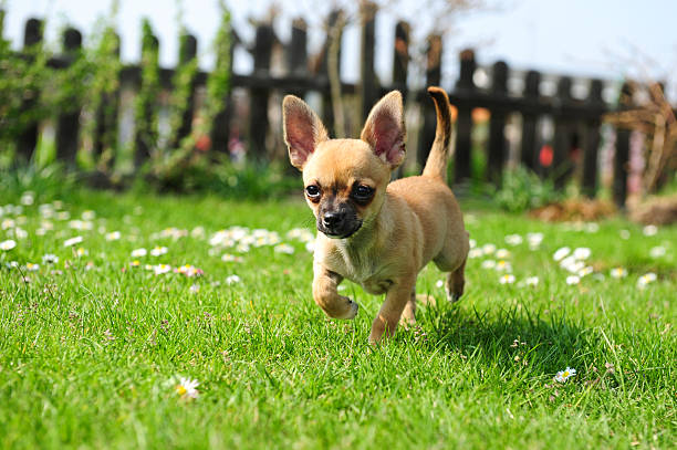 Chihuahua puppy