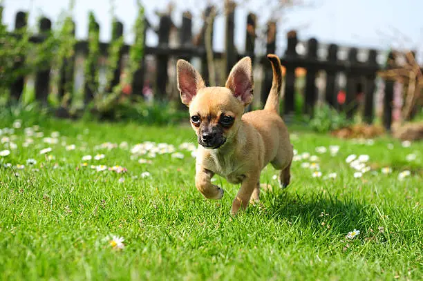 Photo of Chihuahua puppy