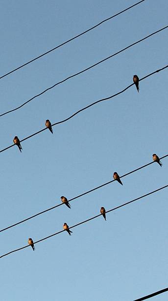 sparrows ao pôr do sol - phoneline imagens e fotografias de stock