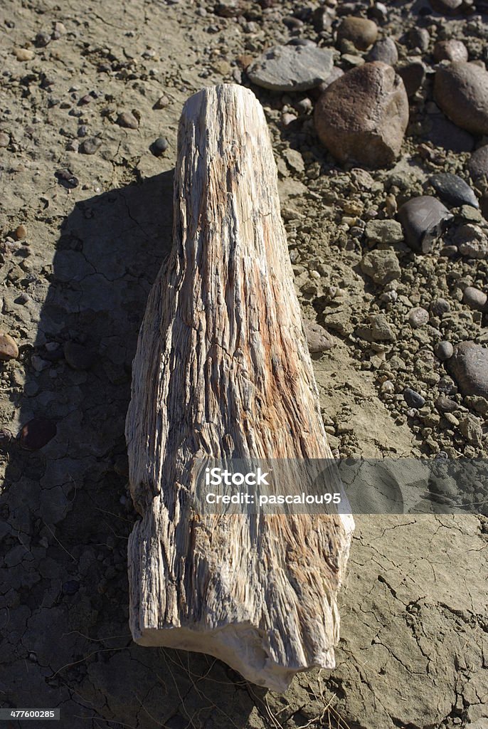 Окаменелое дерево в Патагонии - Стоковые фото Аргентина роялти-фри