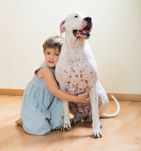 little happy girl on the floor with dog little happy girl on the floor with dogo Argentino(focus on dog) (focus on dog) dogo argentino stock pictures, royalty-free photos & images
