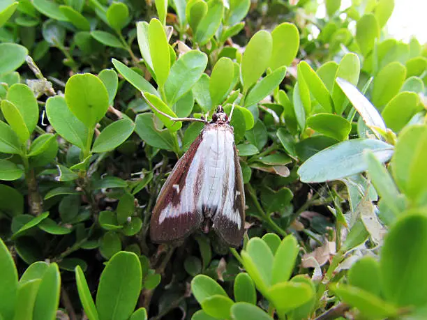 Photo of Box tree moth on a Buxus sempervirens