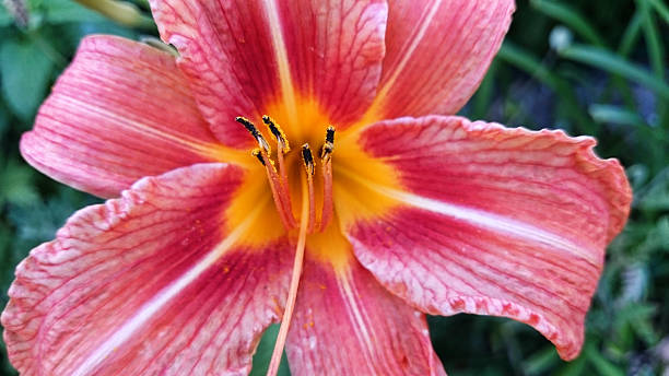 Hemerocallis Daylily Hemerocallis Daylily close up hemerocallidoideae stock pictures, royalty-free photos & images