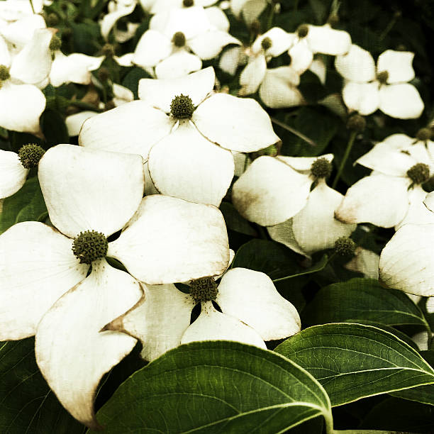 Japanese Kousa Dogwood tree flower blossoms in summer with texture.  Photographed with an iPhone.